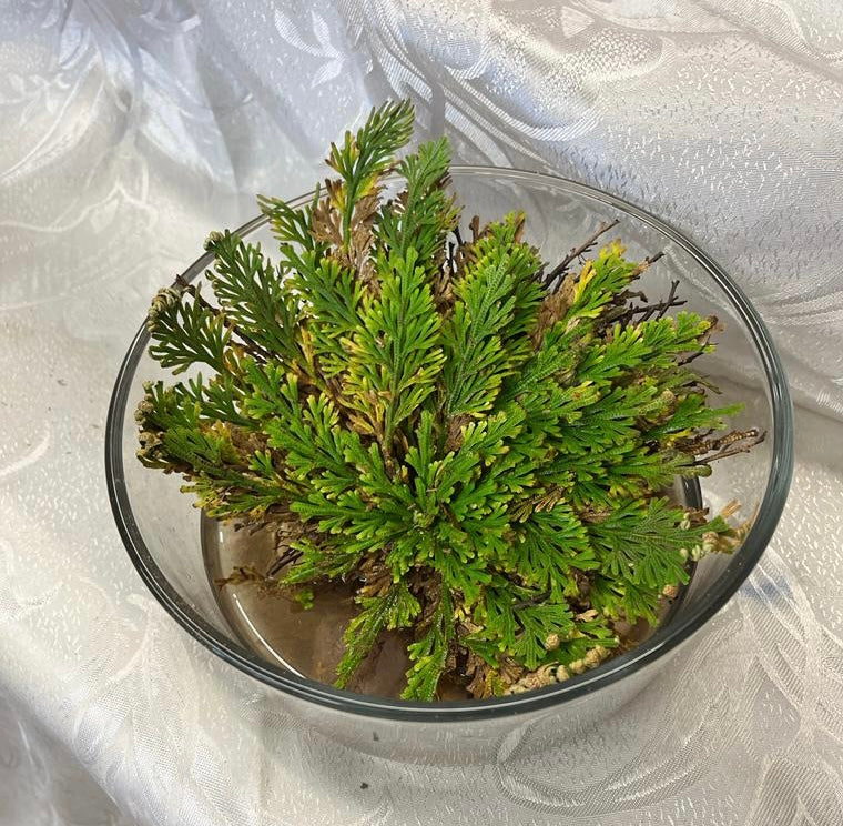 Rose of Jericho