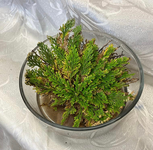 Rose of Jericho