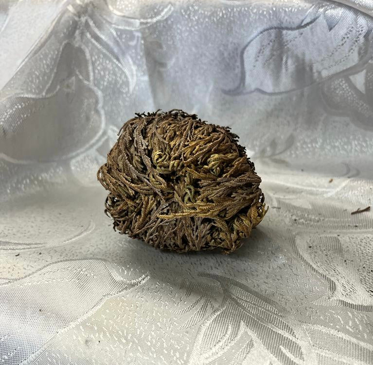 Rose of Jericho